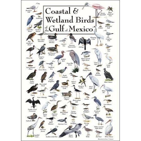 STEVEN M. LEWERS EARTH SKY WATER Steven M. Lewers Earth Sky Water LEWERSCGPT183 Coastal & Wetland Birds of Gulf of Mexico Poster LEWERSCGPT183